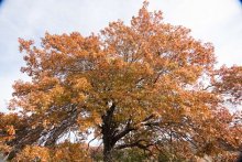 fall images at Pecan Springs Ranch